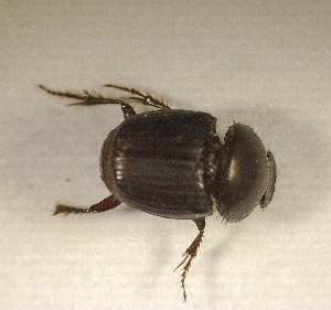  ( - SPEC#2742)  @11 [ ] CreativeCommons  Attribution Non-Commercial Share-Alike  (2024) Unspecified Princeton University