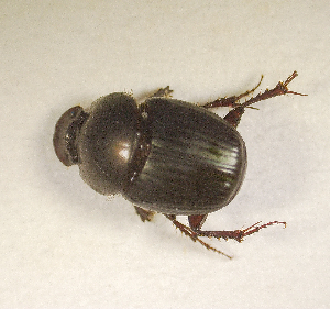  ( - SPEC#2799)  @11 [ ] CreativeCommons  Attribution Non-Commercial Share-Alike  (2024) Unspecified Princeton University