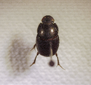  ( - SPEC#2806)  @11 [ ] CreativeCommons  Attribution Non-Commercial Share-Alike  (2024) Unspecified Princeton University