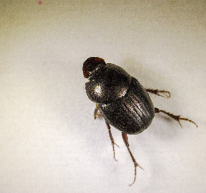  ( - SPEC#2807)  @11 [ ] CreativeCommons  Attribution Non-Commercial Share-Alike  (2024) Unspecified Princeton University