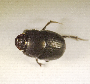  ( - SPEC#2810)  @11 [ ] CreativeCommons  Attribution Non-Commercial Share-Alike  (2024) Unspecified Princeton University