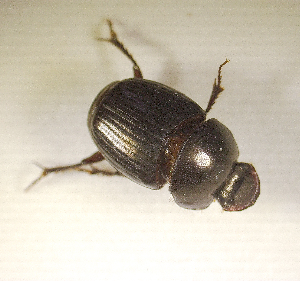  ( - SPEC#2811)  @11 [ ] CreativeCommons  Attribution Non-Commercial Share-Alike  (2024) Unspecified Princeton University