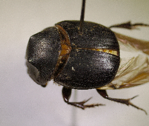  ( - SPEC#4214)  @11 [ ] CreativeCommons  Attribution Non-Commercial Share-Alike  (2024) Unspecified Princeton University