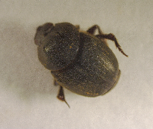  ( - SPEC#4346)  @11 [ ] CreativeCommons  Attribution Non-Commercial Share-Alike  (2024) Unspecified Princeton University