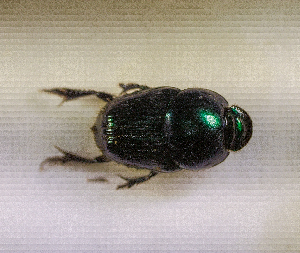  (Hyalonthophagus sp.AFX5794 - SPEC#5438)  @11 [ ] CreativeCommons  Attribution Non-Commercial Share-Alike  (2024) Unspecified Princeton University
