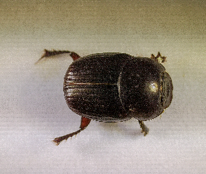  ( - SPEC#6202)  @11 [ ] CreativeCommons  Attribution Non-Commercial Share-Alike  (2024) Unspecified Princeton University