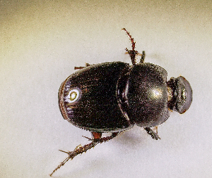  ( - SPEC#6665)  @11 [ ] CreativeCommons  Attribution Non-Commercial Share-Alike  (2024) Unspecified Princeton University