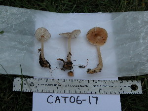  ( - TRTC155498_ITS)  @11 [ ] CreativeCommons - Attribution Non-Commercial Share-Alike (2010) Mycology Division, Royal Ontario Museum Royal Ontario Museum