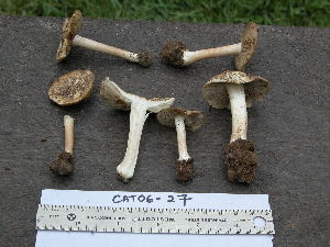  ( - TRTC155508_ITS)  @11 [ ] CreativeCommons - Attribution Non-Commercial Share-Alike (2010) Mycology Division, Royal Ontario Museum Royal Ontario Museum