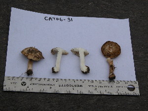  ( - TRTC155512_ITS)  @11 [ ] CreativeCommons - Attribution Non-Commercial Share-Alike (2010) Mycology Division, Royal Ontario Museum Royal Ontario Museum