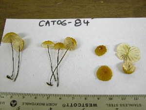  ( - TRTC155564_ITS)  @11 [ ] CreativeCommons - Attribution Non-Commercial Share-Alike (2010) Mycology Division, Royal Ontario Museum Royal Ontario Museum