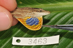  (Anolis unilobatus - MSB POE3531)  @15 [ ] Unspecified (default): All Rights Reserved  Unspecified Unspecified