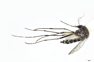  (Aedes taeniorhynchus - CUL_0332)  @15 [ ] CreativeCommons - Attribution (2017) ©HBahena-ECOSUR El Colegio de la Frontera Sur, Unidad Chetumal