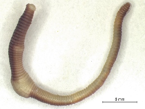  ( - NMSA-OLIG.06311)  @13 [ ] Unspecified (default): All Rights Reserved  Unspecified Unspecified