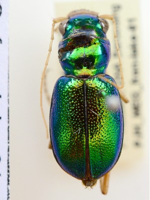  (Megacephala blackburni - PJH_MEG_fran-lake-01)  @14 [ ] Copyright (2012) P. Hudson South Australian Museum