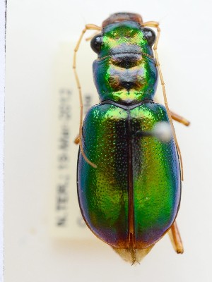  (Megacephala corpulenta - PJH_MEG_geof-tank-01)  @14 [ ] Copyright (2012) P. Hudson South Australian Museum