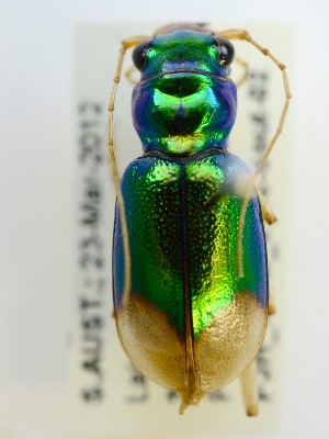  (Megacephala australis - PJH_MEG_eyre-sout-02)  @14 [ ] Copyright (2012) P. Hudson South Australian Museum
