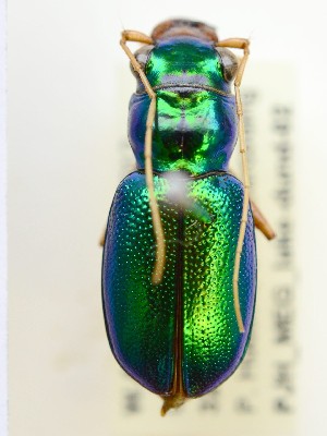  (Megacephala sp. 1 - PJH_MEG_lake-dund-02)  @14 [ ] Copyright (2012) P. Hudson South Australian Museum