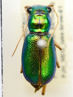  ( - PJH_MEG_lake-brow-01)  @12 [ ] Copyright (2012) P. Hudson South Australian Museum