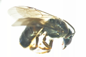  (Lasioglossum sp. C - BBJ003)  @12 [ ] CreativeCommons - Attribution Non-Commercial Share-Alike (2012) Scott Groom Flinders University