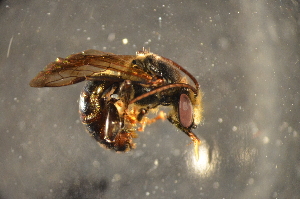  (Lipotriches sp - BBO004)  @11 [ ] CreativeCommons - Attribution Non-Commercial Share-Alike (2012) Scott Groom Flinders University