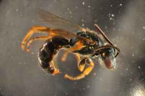  (Lasioglossum nr. epiense - BBO008)  @14 [ ] CreativeCommons - Attribution Non-Commercial Share-Alike (2012) Scott Groom Flinders University