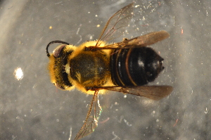  ( - BBX001)  @12 [ ] CreativeCommons - Attribution Non-Commercial Share-Alike (2012) Scott Groom Flinders University