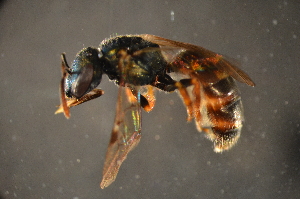  (Lasioglossum nr. apocyni - BBX002)  @14 [ ] CreativeCommons - Attribution Non-Commercial Share-Alike (2012) Scott Groom Flinders University