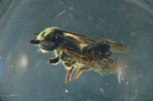  (Megachile sp. samoa - MSAPB_CAB001)  @14 [ ] CreativeCommons - Attribution Non-Commercial Share-Alike (2011) Scott Groom Flinders University