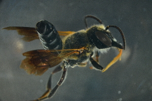  (Megachile sp. 2_samoa - MSAPB_CAD007)  @14 [ ] CreativeCommons - Attribution Non-Commercial Share-Alike (2011) Scott Groom Flinders University