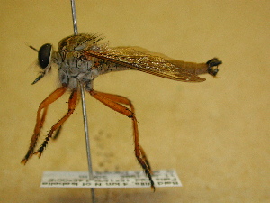 ( - MS_CER_29-000133)  @11 [ ] CreativeCommons - Attribution Non-Commercial Share-Alike (2014) Mark Stevens South Australian Museum