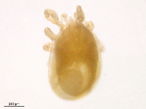  ( - BIOUG30769-G06)  @11 [ ] CreativeCommons - Attribution (2016) CBG Photography Group Centre for Biodiversity Genomics