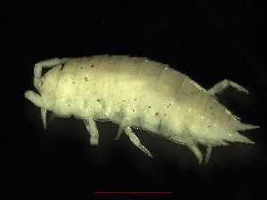  (Paraplatyarthrus subterraneus - BES15525.20)  @13 [ ] Unspecified (default): All Rights Reserved  Unspecified Unspecified