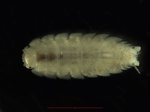  (Paraplatyarthrus occidentoniscus - BES15547.4)  @13 [ ] Unspecified (default): All Rights Reserved  Unspecified Unspecified