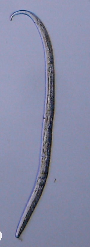  ( - AVC22_Nem02)  @11 [ ] Unspecified (default): All Rights Reserved  Unspecified Unspecified