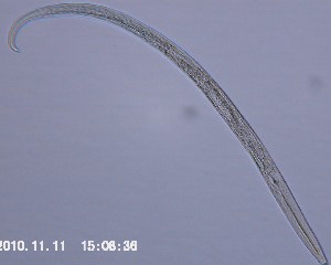 ( - AVC111_Nem1)  @11 [ ] Unspecified (default): All Rights Reserved  Unspecified Unspecified
