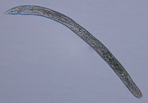  ( - AVC468_Nem02)  @12 [ ] Unspecified (default): All Rights Reserved  Unspecified Unspecified