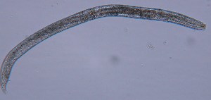  ( - MBS007_Nem05)  @12 [ ] Unspecified (default): All Rights Reserved  Unspecified Unspecified