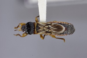  (Dentisblissus venosus - USNM ENT 02103201)  @11 [ ] Unspecified (default): All Rights Reserved  Unspecified Unspecified