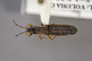  ( - USNM ENT 02103215)  @11 [ ] Unspecified (default): All Rights Reserved  Unspecified Unspecified