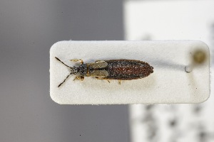  ( - USNM ENT 02103219)  @11 [ ] Unspecified (default): All Rights Reserved  Unspecified Unspecified