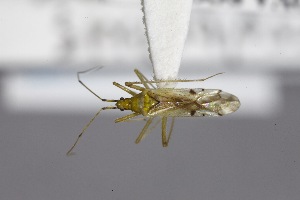  ( - USNM ENT 02103383)  @11 [ ] Unspecified (default): All Rights Reserved  Unspecified Unspecified