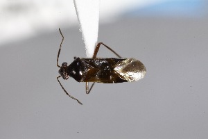  ( - USNM ENT 02103409)  @11 [ ] Unspecified (default): All Rights Reserved  Unspecified Unspecified