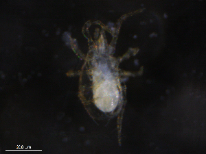  ( - BIOUG27037-C01)  @11 [ ] CreativeCommons - Attribution (2019) CBG Photography Group Centre for Biodiversity Genomics