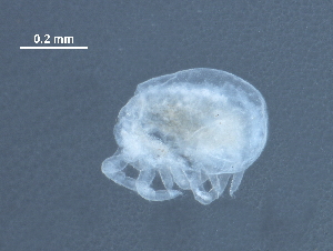  (Bimichaeliinae - BIOUG30559-C02)  @11 [ ] CreativeCommons - Attribution (2016) CBG Photography Group Centre for Biodiversity Genomics