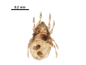  (Pantelozetes - BIOUG30563-B05)  @11 [ ] CreativeCommons - Attribution (2016) CBG Photography Group Centre for Biodiversity Genomics