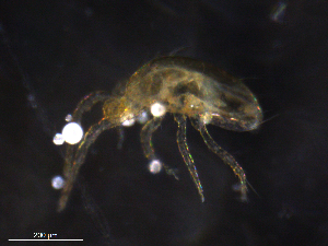  ( - BIOUG30684-B04)  @11 [ ] CreativeCommons - Attribution (2019) CBG Photography Group Centre for Biodiversity Genomics