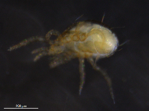  ( - BIOUG30831-E10)  @11 [ ] CreativeCommons - Attribution (2019) CBG Photography Group Centre for Biodiversity Genomics