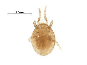  (Laelaspis sp. JCS03 - BIOUG30848-B03)  @11 [ ] CreativeCommons - Attribution (2017) CBG Photography Group Centre for Biodiversity Genomics