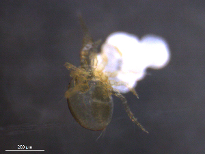  ( - BIOUG30851-G05)  @11 [ ] CreativeCommons - Attribution (2019) CBG Photography Group Centre for Biodiversity Genomics